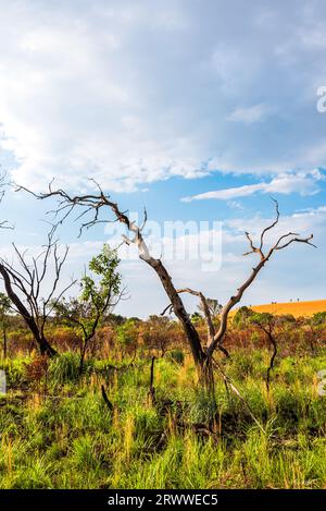 Trockene Baumstämme im Jalapao-Nationalpark in Brasilien Stockfoto