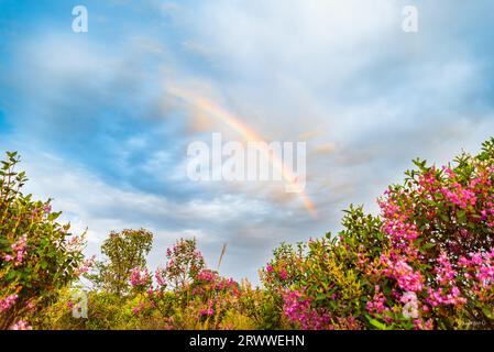 Der Regenbogen überquert den Himmel über Bäume mit rosa Blumen Stockfoto