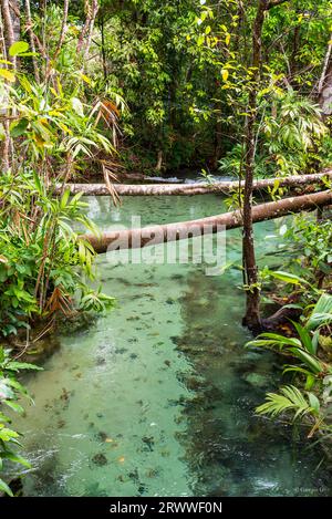 Fluss mit durchsichtigem Wasser, das durch den Dschungel in Brasilien fließt Stockfoto