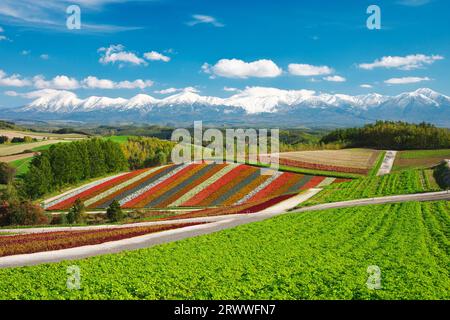 Shikisai no Oka und Tokachidake Mountain Range im Herbst Stockfoto