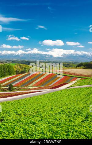 Shikisai no Oka und Tokachidake Mountain Range im Herbst Stockfoto