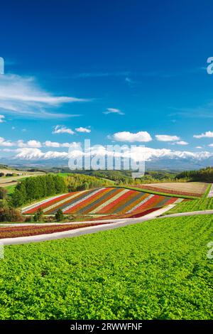 Shikisai no Oka und Tokachidake Mountain Range im Herbst Stockfoto