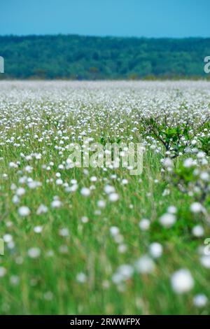 Kiritappu-Feuchtgebiet und Baumwollgras Stockfoto