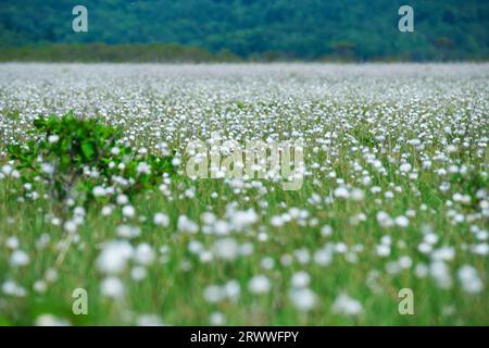 Kiritappu-Feuchtgebiet und Baumwollgras Stockfoto