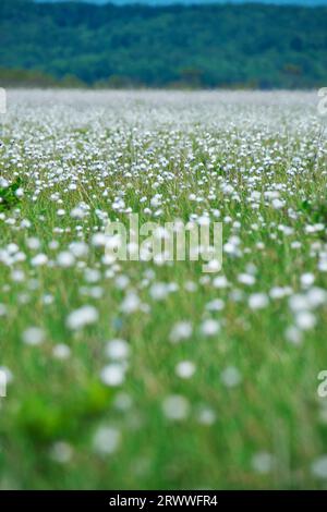 Kiritappu-Feuchtgebiet und Baumwollgras Stockfoto