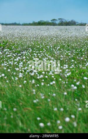 Kiritappu-Feuchtgebiet und Baumwollgras Stockfoto