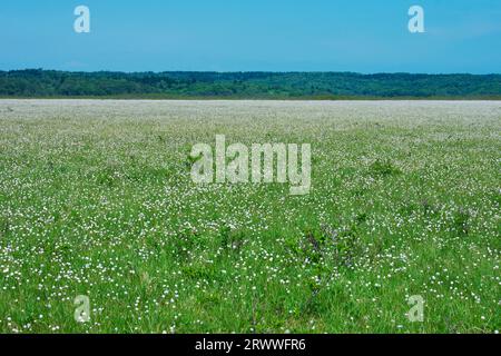 Kiritappu-Feuchtgebiet und Baumwollgras Stockfoto