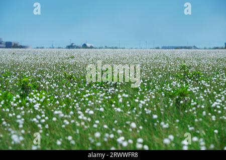 Kiritappu-Feuchtgebiet und Baumwollgras Stockfoto