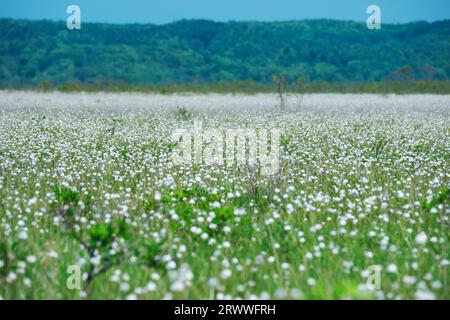 Kiritappu-Feuchtgebiet und Baumwollgras Stockfoto