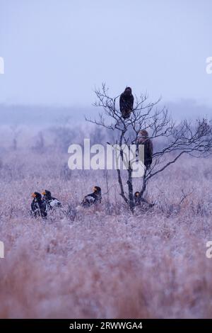 Seeadler und Steller-Seeadler im Kiritappu-Feuchtgebiet Stockfoto