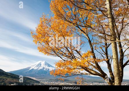 Fuji im Herbst und gelbe Blätter von Zelkova aus Kawaguchiko Stockfoto