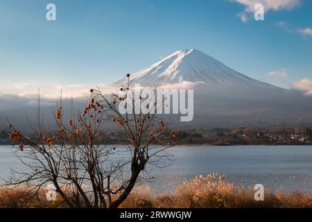 Fuji and Persimmon Trees Bathed in the Morning Sun from Kawaguchiko Stock Photo