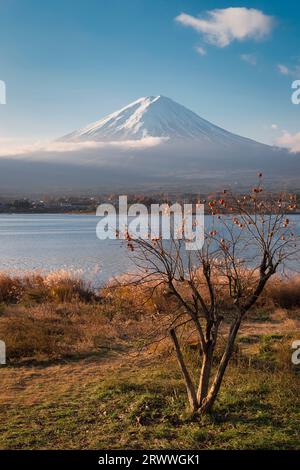 Fuji- und Persimmon-Bäume badeten in der Morgensonne von Kawaguchiko Stockfoto