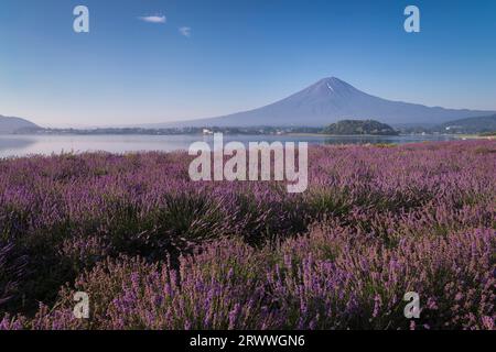 Fuji über die Lavendelfelder vom Kawaguchiko Oishi Park Stockfoto