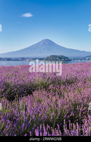 Fuji über die Lavendelfelder vom Kawaguchiko Oishi Park Stockfoto