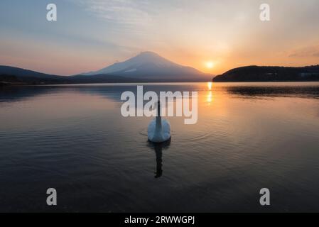 Schwäne und Mt. Fuji vom Yamanakako-See am Abend Stockfoto