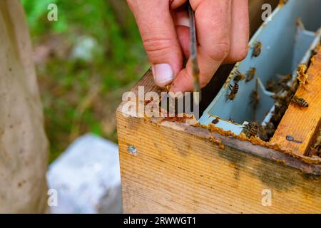 Imker entfernen Propolis oder Bienenkleber aus dem Bienenstock im Fokus. Hintergrundfoto von Bienenzucht oder Imkerei. Stockfoto