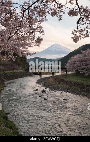 Cherry blossoms and Mt. Fuji seen from Inasegawa River Stock Photo