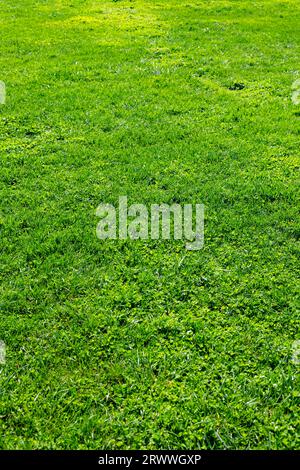 Hintergrundfoto von Wiese oder Feld oder Hof. Grünes Gras in vertikaler Ansicht. Hintergrund des Konzepts „CO2-Netto Null“ oder „CO2-neutral“. Stockfoto