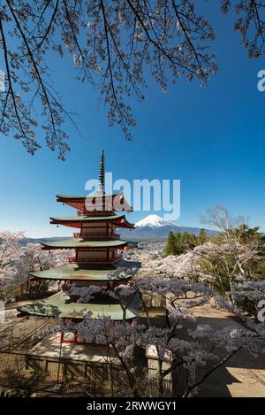 Kirschblüten, fünfstöckige Pagode und Mt. Fuji vom Niikurayama Sengen Park aus gesehen Stockfoto