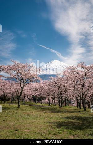 Kirschblüten und Mt.Fuji Stockfoto