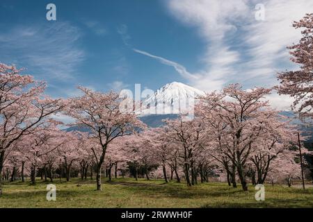 Kirschblüten und Mt.Fuji Stockfoto