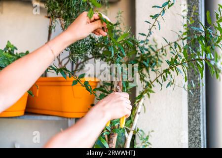 Nahaufnahme von Frauenhänden, die sich auf ihrem Balkon um ihren Granatapfelbaum kümmern. Stockfoto