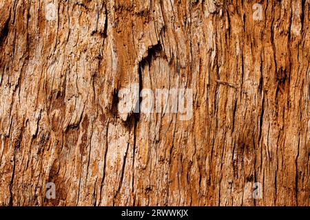 Die Rinde eines Red Tingle-Stammes, Eucalyptus jacksonii, endemisch im Südwesten von Western Australia Stockfoto