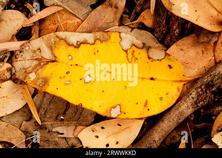 Ein gelbes, zersetzendes Eukalyptusblatt auf dem Waldboden. Stockfoto