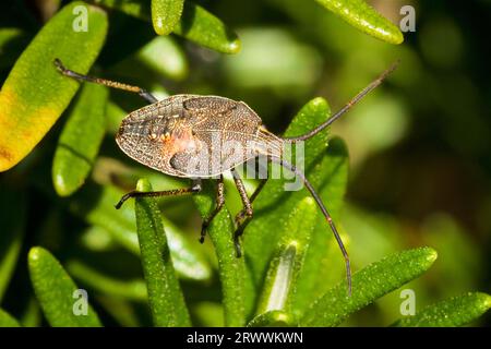 Oncocoris apicalis, auch bekannt als Brown Stink Bug, Western Australia. Stockfoto