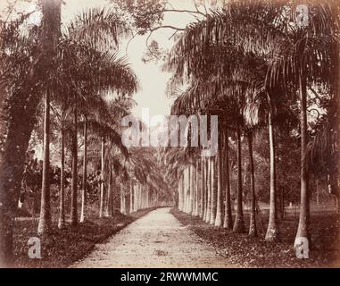 Zentraler, von Palmen gesäumter Fußweg auf beiden Seiten, bekannt als Cabbage Palm Avenue in den Royal Botanical Gardens in Peradeniya, Kandy. Die Überschrift lautet: Kohlpalmen in Peradeniya. Stockfoto