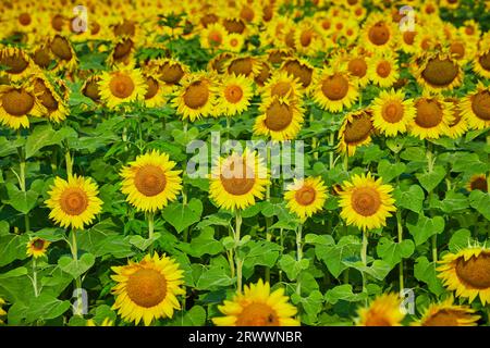 Endlose Reihen hellgelber Sonnenblumen im Blumenfeld Stockfoto