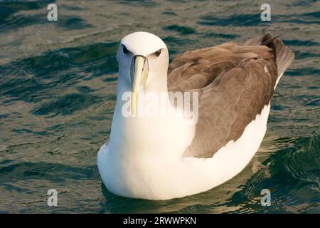 Mollymawk/Toroa, Thalassarche Cauta, Paterson Inlet, Stewart Island/Rakiura, Neuseeland Stockfoto