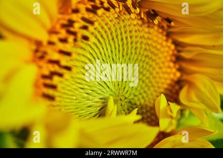 Nahaufnahme abstrakte Ansicht des grünlichen Zentrums der gelben Sonnenblume Makroansicht Stockfoto
