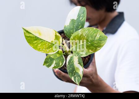 Philodendron Green congo Hybrid im Topf Stockfoto