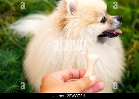 Leckereien für Tiere. Picky Dog weigert sich, Knochen auf unscharfgrünem Hintergrund zu essen. Stockfoto