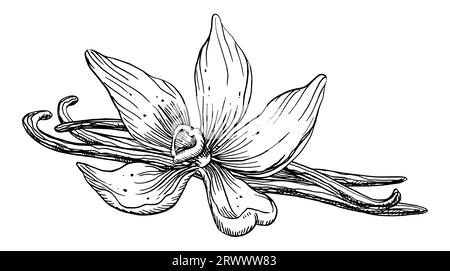Vanilleblüte mit Stäbchen. Vektor Hand gezeichnete Illustration der Orchideenblüte und Schoten auf isoliertem Hintergrund. Black Line Art-Zeichnung von Gewürzen zum Kochen oder Aromaölen. Skizze der pflanzlichen Zutat. Stock Vektor