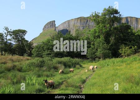 Schafe weiden auf Weiden auf dem Weg zum Eagle's Rock, einer Felsformation in den Dartry Mountains, County Leitrim, Irland Stockfoto