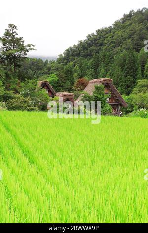 Shirakawa-go im Sommer, Bergnebel über dem Gassho-zukuri Dorf Stockfoto