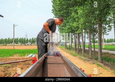 Luannan County, China - 21. Juni 2023: Landwirte fügen dem Sägerät in Nordchina Verbunddünger hinzu Stockfoto