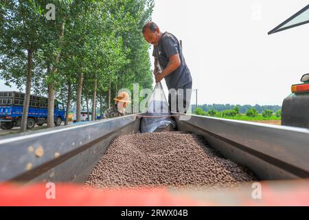 Luannan County, China - 21. Juni 2023: Landwirte fügen dem Sägerät in Nordchina Verbunddünger hinzu Stockfoto