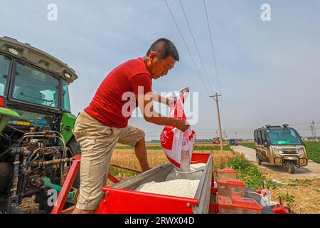 Luannan County, China - 21. Juni 2023: Landwirte fügen dem Sägerät in Nordchina Verbunddünger hinzu Stockfoto