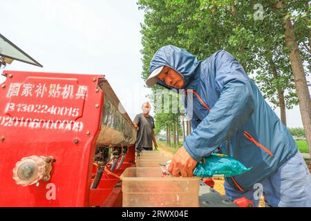 Luannan County, China - 21. Juni 2023: Bauern fügen Sommermais zur Sämaschine in Nordchina hinzu Stockfoto