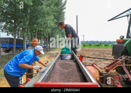 Luannan County, China - 21. Juni 2023: Landwirte fügen dem Sägerät in Nordchina Verbunddünger hinzu Stockfoto