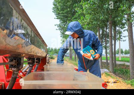 Luannan County, China - 21. Juni 2023: Bauern fügen Sommermais zur Sämaschine in Nordchina hinzu Stockfoto