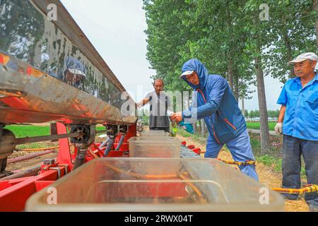 Luannan County, China - 21. Juni 2023: Bauern fügen Sommermais zur Sämaschine in Nordchina hinzu Stockfoto