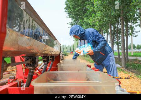 Luannan County, China - 21. Juni 2023: Bauern fügen Sommermais zur Sämaschine in Nordchina hinzu Stockfoto