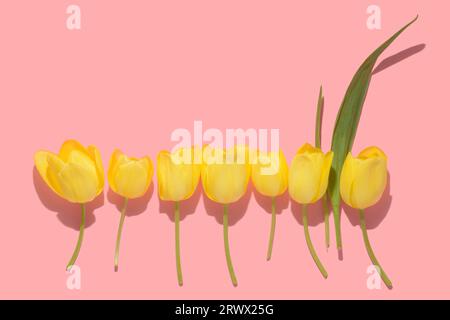 Flacher, flacher Frühlings-abstrakter Blumenhintergrund mit gelber Tulpenblume mit hartem Schatten über rosa, Kopierraum Stockfoto