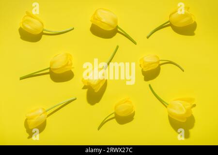 Flache Lage abstrakte Blumen Hintergrund der gelben Tulpenblüte mit hartem Schatten. Stockfoto