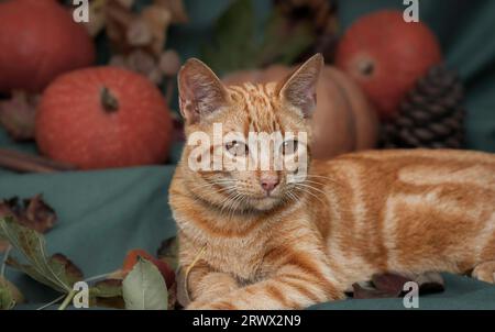 Ginger Katze sitzt mit Kürbissen und anderen herbstlichen Gegenständen Stockfoto